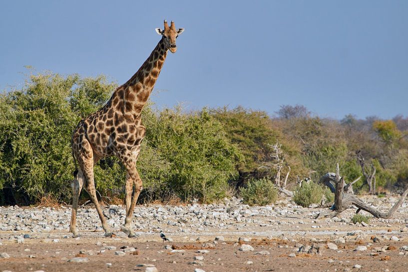 Giraffe in Namibia, Africa by Thomas Marx
