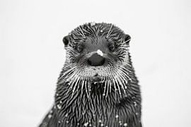 Otter von Poster Art Shop