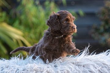 Labradoodle Kiki by Amber Krijnen