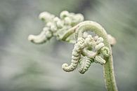 Mystical Fern van Halma Fotografie thumbnail