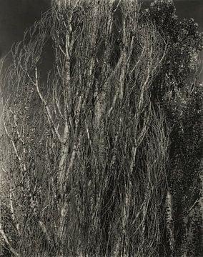 Poplars - Lake George (1932) by Alfred Stieglitz von Peter Balan