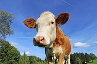 Melkkoe in een weelderige weide in Allgäu