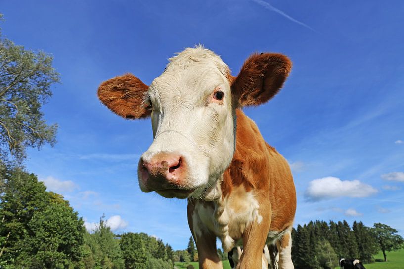 Vache laitière dans une prairie verdoyante de l'Allgäu par Udo Herrmann
