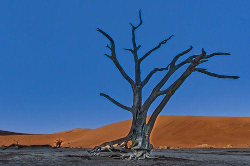Deadvlei, Namibië