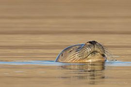 Seal by Iwan van den Hooff