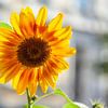 Sonnenblume, Blume, Blüte, Deutschland von Torsten Krüger