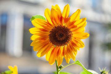 Sunflower, Flower, Blossom, Germany