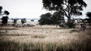Savannah