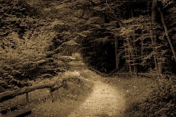track trough the woods by claes touber