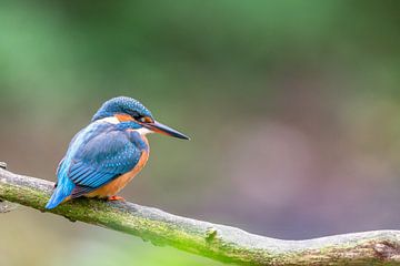 Kingfisher (Alcedo atthis) by Dirk Rüter