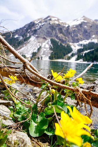 De Vilsalpsee in het Tannheimer Tal met spiegelend water en een alpenberglandschap op de achtergrond.