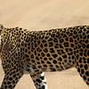 Luipaard Zuid Afrika van Ralph van Leuveren