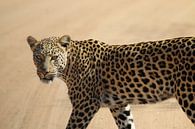 Leopard South Africa von Ralph van Leuveren Miniaturansicht