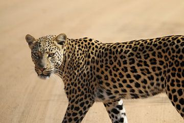 Luipaard Zuid Afrika van Ralph van Leuveren