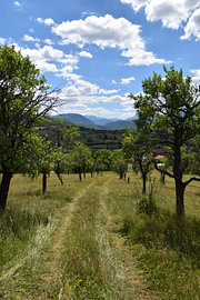 Obstgarten in Montenegro von Erik Buitenhuis