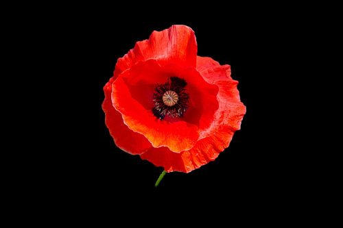 Close-up van een rode klaproos