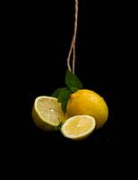 Lemons in the spotlight.