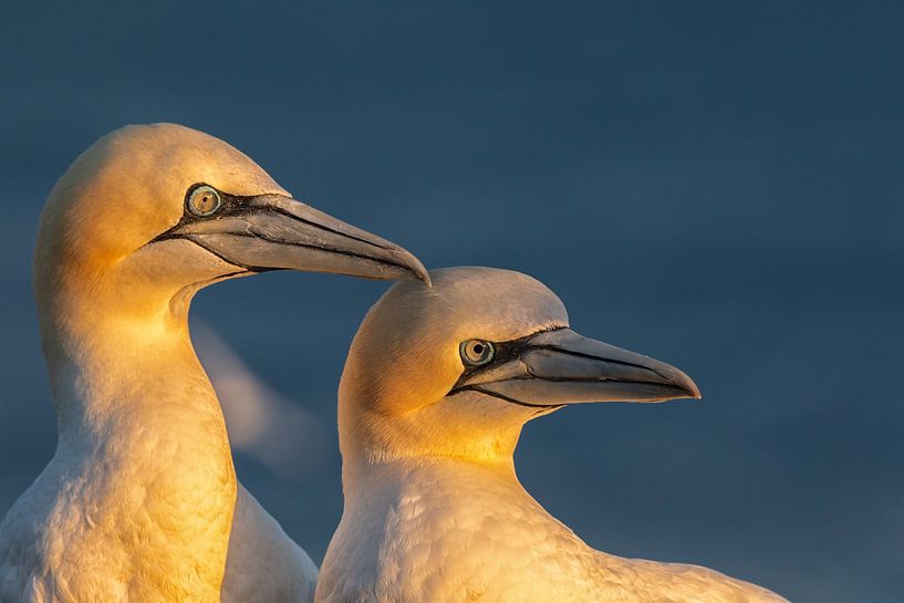 A pair of Northern Gannets bathing in sunlight by Ron Buist