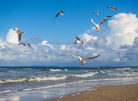 Zeemeeuwen op het strand van Sankt Peter-Ording