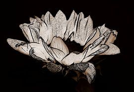 Sonnenblume ( Druck ) in sepia.