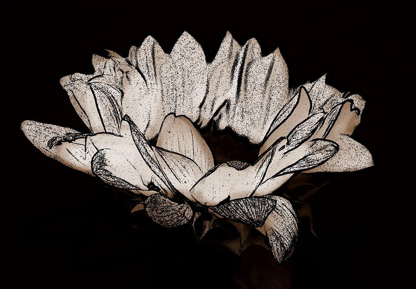 Sunflower ( print ) in sepia. by Jose Lok
