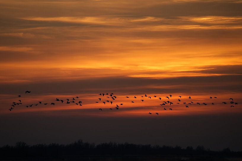 Des oies au-dessus de Lauwersmeer par Luuk Van Der Naalt