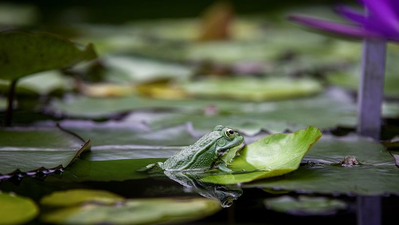 Frog by Hans-Bernd Lichtblau