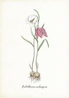 Kievitsbloem