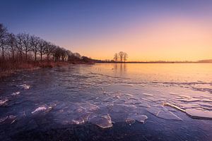 Splendeur hivernale sur le Scharreveld - Glace et trois arbres en harmonie tranquille
