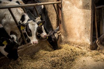 Des vaches dans une étable au soleil