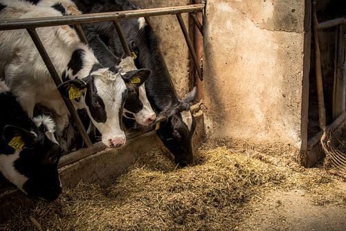 Des vaches dans une étable au soleil