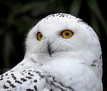 Favoriete dieren: Close-up van Sneeuwuil van Rini Kools thumbnail