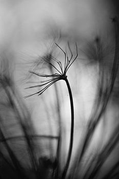 Eenvoud zwart-wit Berenklauw