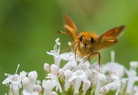 Frontale große Kaulquappe von Bas Mandos