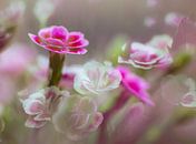 Blumen Dianthus Glückliche Küsse von Marieke de Boer Miniaturansicht