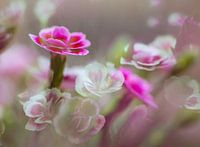 Flowers Dianthus Happy Kisses