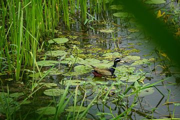 eend in het water by Bart Cornelis de Groot