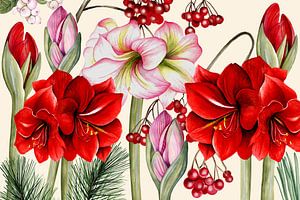 Fleurs d'amaryllis