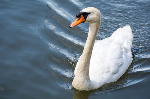Cygne dans l'eau