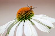 Insect op witte bloem van Eveline Dekkers thumbnail
