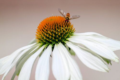 Insect op witte bloem