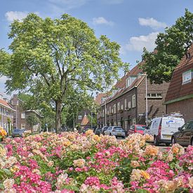 Fleurs dans Gerard Noodtstraat - Tuinwijk - Utrecht sur Coen Koppen