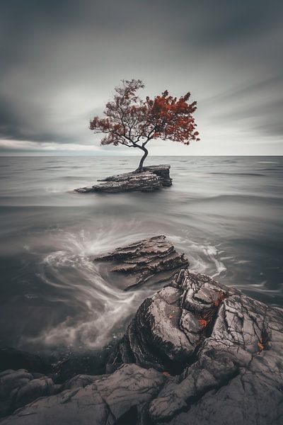 Door storm beschadigde kustboom van fernlichtsicht