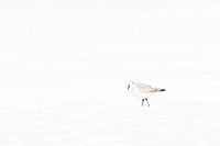 Minimalist sanderling in winter plumage 2