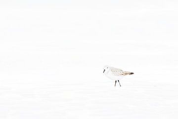 Bécasseau sanderling minimaliste en plumage d'hiver 2 sur Luuk Kuijpers