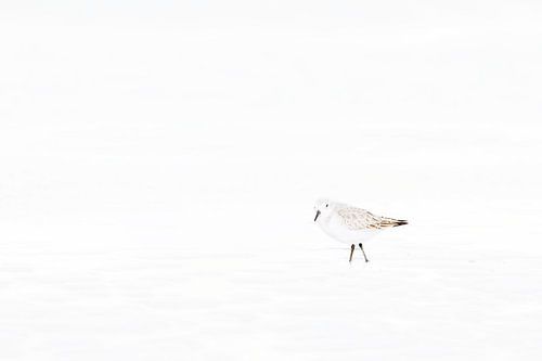 Minimalistischer Sanderling im Wintergefieder 2
