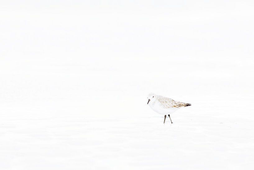 Minimalist sanderling in winter plumage 2 by Luuk Kuijpers