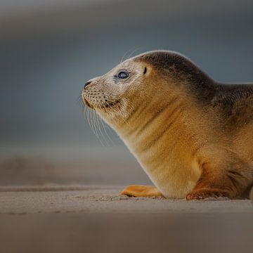 common seal by Pim Leijen