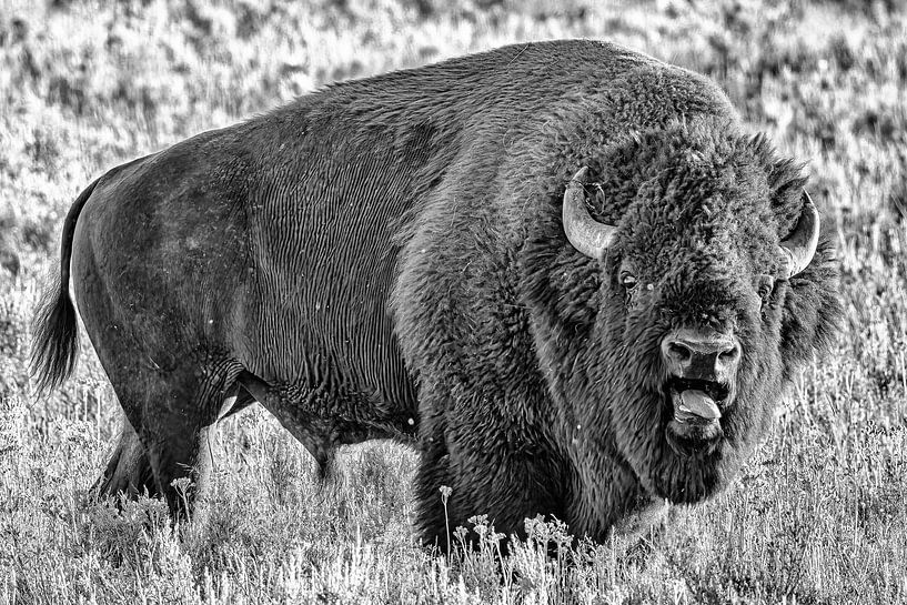 Bison robuste dans la nature par Kris Hermans
