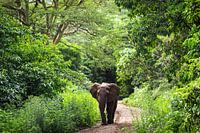 Olifant in de jungle van Tanzania